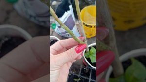 #черенкуюгортензию делаем из одной 5 штук.