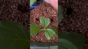 Как укоренить черенки гортензии.