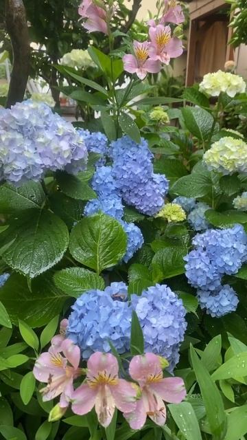 Саженцы эндлесс Саммер в наличии 300₽💙8-918-105-60-69 #горте? смотреть онлайн