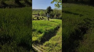 Первый покос  бензиновой газонокосилкой Champion LMH5640.