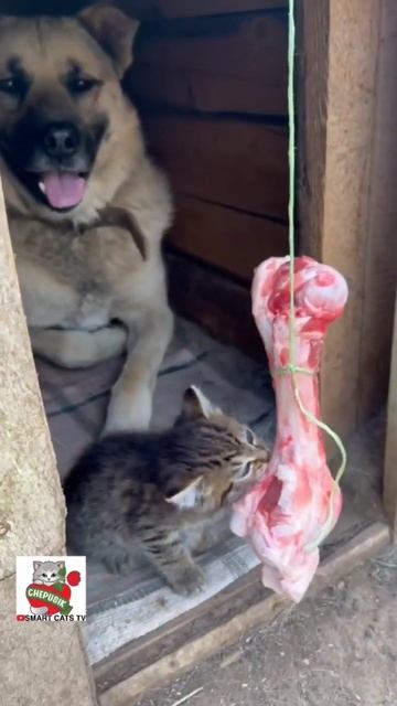 Собаки врать не умеют всё говорят как есть 🐕❤️🐈 #dogan смотреть онлайн