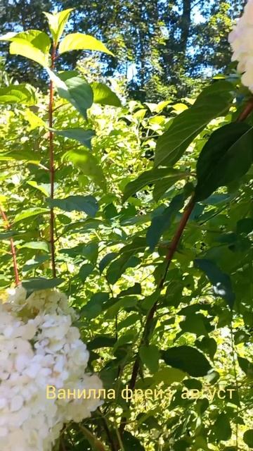 что вышло после весеннего обреза с гортензии ванилла ? смотреть онлайн