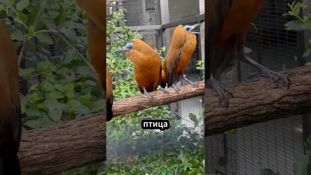 Самые страшные звуки птиц в мире 😱😱😱 смотреть онлайн