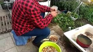 маслята 12 и 16.10.2024