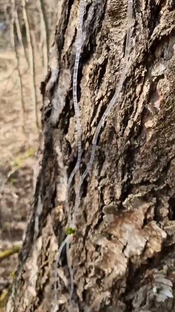 Берёзовый сок 2025 г. смотреть онлайн