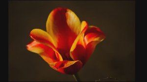 Чудесный гость далекого Ирана! Роберт Рождественский.