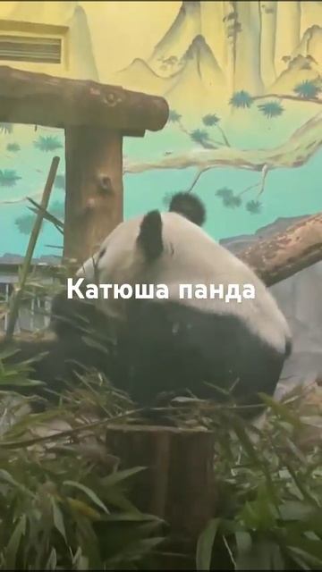 Московский зоопарк. Панда Катюша. смотреть онлайн