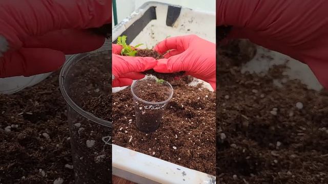 Немезия от черенка до цветения #garden #сад #немезия #чере? смотреть онлайн