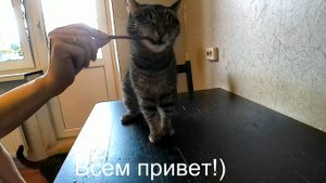 Дегустация вкусняшек для кошек)Реакция кошек на мясные палочки. Насколько оценят наши коты и кошки?