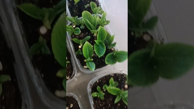 Черенкование гортензий почкой или древесным черенком смотреть онлайн