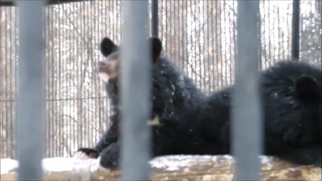 Уссурийские белогрудые медвежата забираются на любую