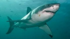 самое опасное животное в океане