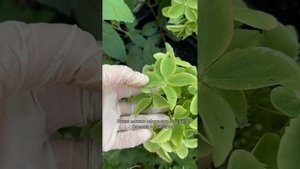 Гортензия метельчатая Металлика Metallica new