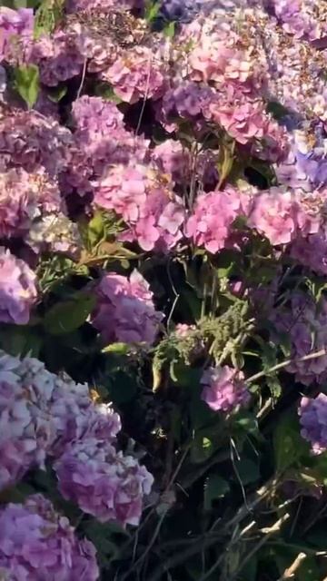 macrophylla hydrangea france гортензия гортензія hortensia flower garden
