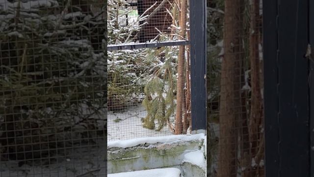 Харзы тоже любят играть в снежки смотреть онлайн