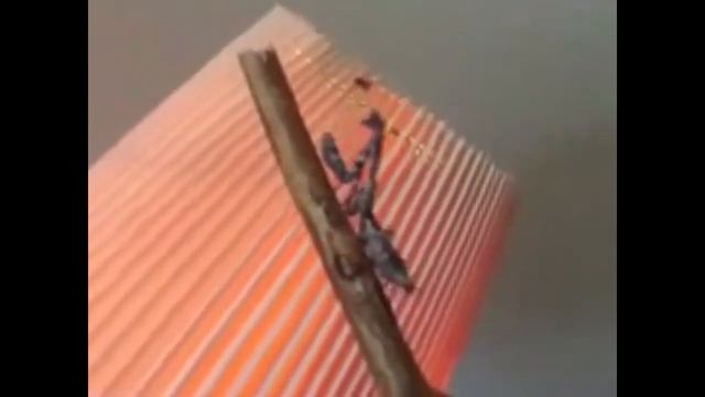 Живая мухобойка смотреть онлайн