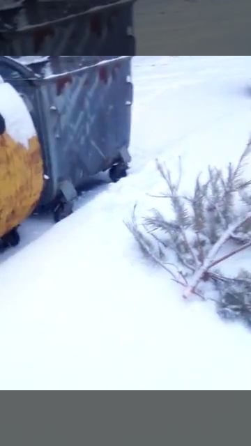 лесная красавица отдыхает... а 14 февраля приближается смотреть онлайн