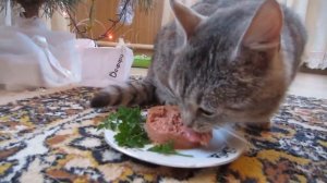 Смешной Кот Малыш И Кошка Мурка Открывают Подарки! Рас