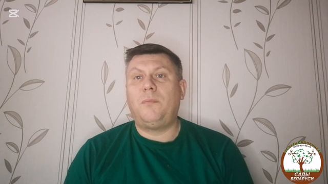 Как сохранить и пересадить ель из кадки после Нового г