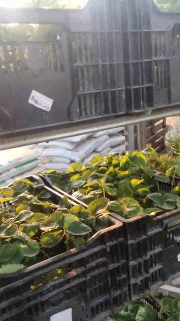 клубника приехала и немного цветов:) смотреть онлайн