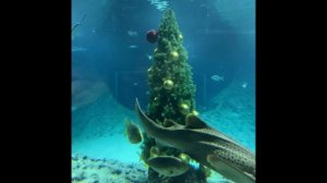 Океанариум. Когалым. Морские и пресноводные аквариумы 2. #aquarium