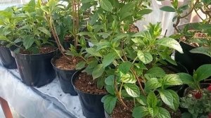 Как научиться черенковать метельчатую гортензию? Нач?