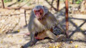 Дед, ты чего такой лысый? Дом2 -передай агрессию дальше, так и живут.. Гамадрилы. Тайган.