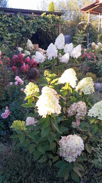 Гортензии цветут в @raiskii365 смотреть онлайн