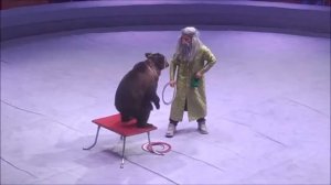 Медведи в Большом цирке Санкт-Петербурга 23 октября 2022 г.