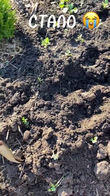 Называется посадила астры смотреть онлайн