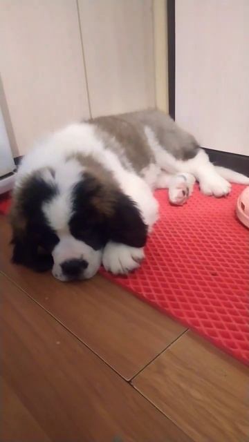 Собака лучший друг и самый верный друг