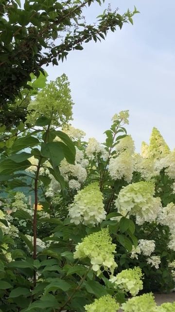 Цветут гортензии#гортензія #flowers #garden #hortensia #hydrangea #shorts # смотреть онлайн