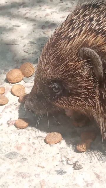 Как звучит кошачий корм, который ест ежик смотреть онлайн