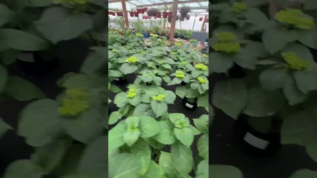 15.02 Выгонка крупнолистной гортензии к 8 марта. смотреть онлайн