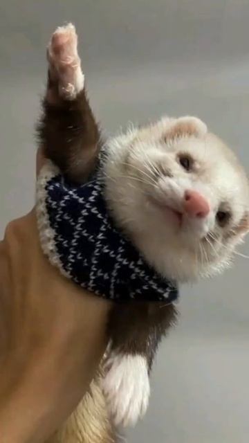 Быть женой Драко Малфоя-это... смотреть онлайн