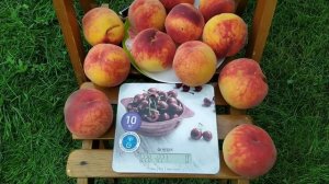 Персик Елгавский 13.08.2023