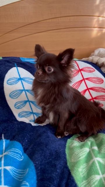 Любимая чихуахуа. Булка🤣🥰❤️У нас есть щенки 🐶 #щен смотреть онлайн