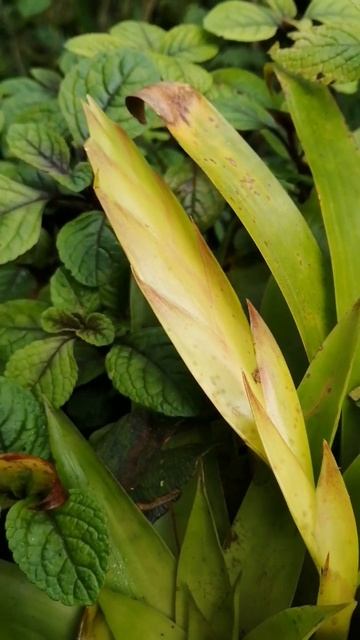 #SHORTS#ЦВЕТУЩИЕ БРОМЕЛИИ В ДИКИХ ДЖУНГЛЯХ /ПАНАМА/@AlenaPanama смотреть онлайн