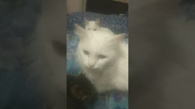 признаки породистых кошек цвет глаз от мамы ,у всех ян? смотреть онлайн