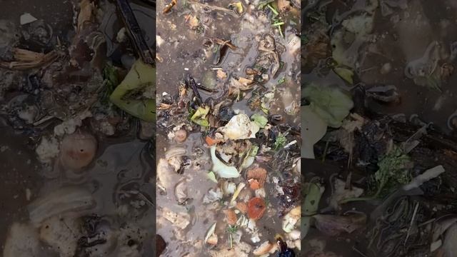 Как повысить плодородие почвы с помощью барматухи Дзамболата Кундухова.