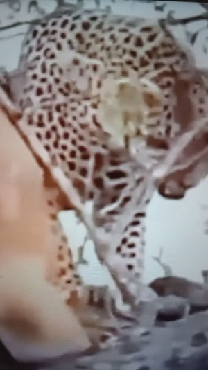 Встреча Леопарда с Львицами😮🤔