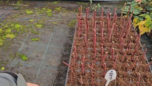 Размножаем голубику черенкованием.