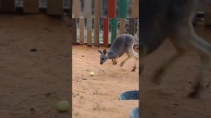 Эти смешные и забавные животные