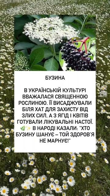 Бузина – магічна та цілюща рослина України 🌿🇺🇦#укр