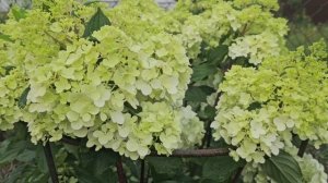 Гортензия литл фрайз(фреско) пришёл с пересортом? #гор?