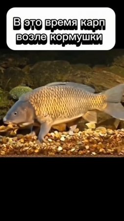 Подпишись у нас много крутых видео про рыбалку 🎣 #рыбалка #карп #карась #щука #юмор #прикол #мем