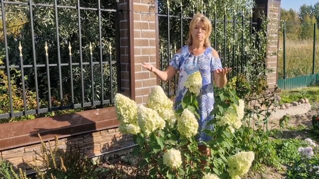 ГОРТЕНЗИЯ - ЛЮБИМКА! ИДЕАЛЬНЫЙ ДЛЯ КАРЕЛИИ ВАРИАНТ!