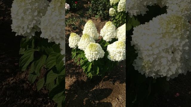 Метельчатая гортензия Шугар Раш. 19.07.2024г. смотреть онлайн