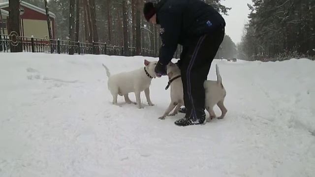 Сеня  Снежка у р а 240