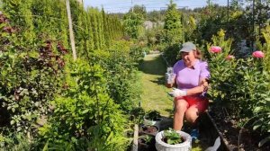 КАК ИЗМЕНИТЬ ЦВЕТ ГОРТЕНЗИИ | МЕНЯЕМ ЦВЕТ ГОРТЕНЗИЯМ К